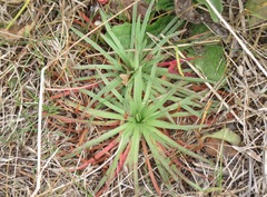 Armeria maritima californica