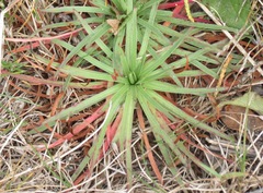 Armeria maritima californica