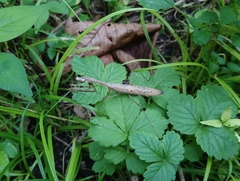 Statilia maculata maculata