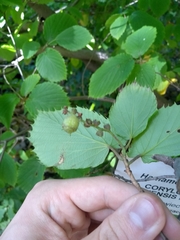 Corylopsis sinensis