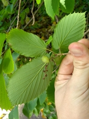 Corylopsis sinensis
