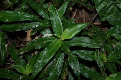 Pollia crispata (Pollia crispata)