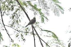 Ficedula albicilla