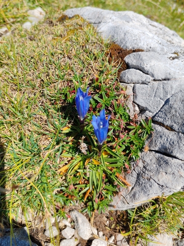 Karawanken Gentian (Gentiana froelichii)