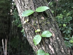 Trachelospermum