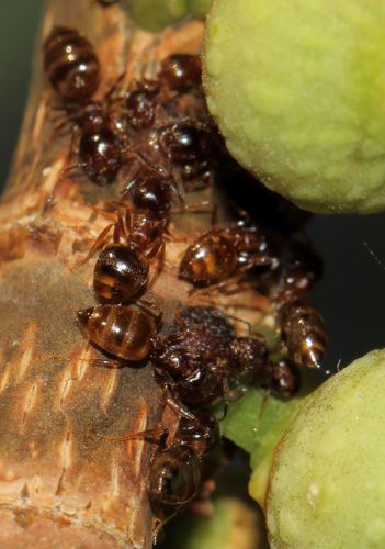 Crematogaster gallicolaCrematogaster gallicola
