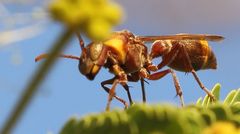 Ropalidia guttatipennis