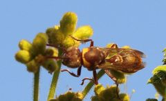 Ropalidia guttatipennis