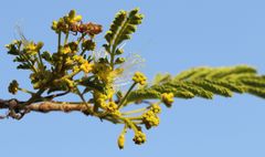 Ropalidia guttatipennis