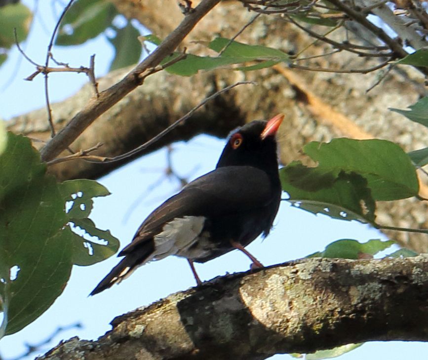 Retz's Helmetshrike (Prionops retzii)
