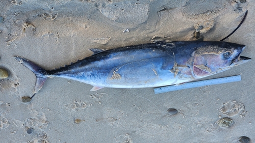 Slender tuna (Allothunnus fallai) — Scombridae