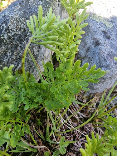 parsley fern