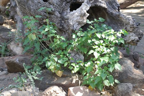 Large fever-berry (Croton megalobotrys)