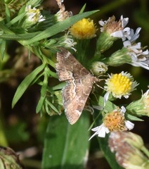 Hymeniini