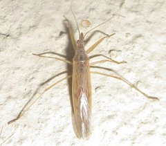 Nabis capsiformis