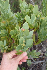 Osyris compressa, photograph Karen Eichholz, CC BY, iNaturalist via GBIF