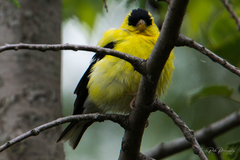 Spinus tristis