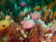 Pyura spinifera