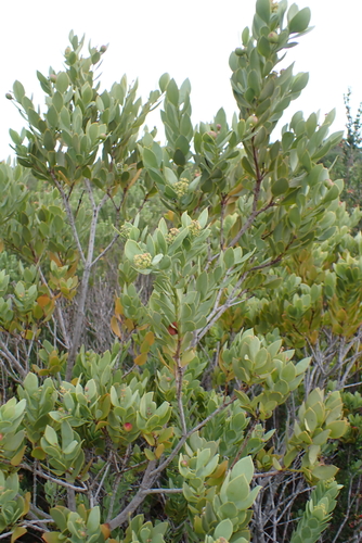 Osyris compressa, photograph 3