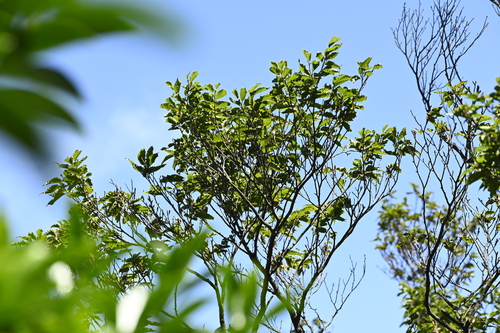 Fagus hayatae (Fagus hayatae)