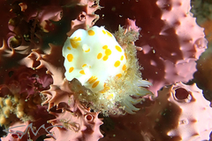 Goniobranchus tasmaniensis