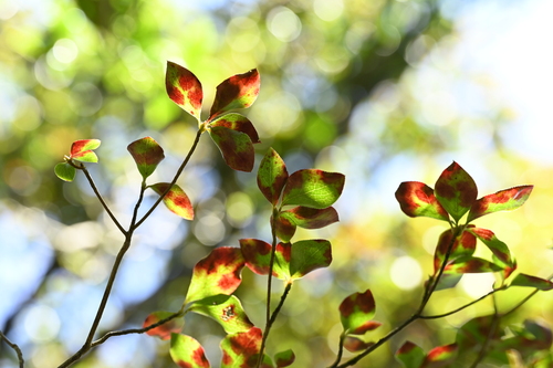 Enkianthus perulatus (Enkianthus perulatus)