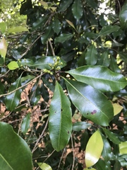 Syzygium aromaticum