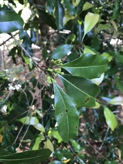 Syzygium aromaticum