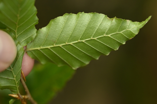 Fagus hayatae, photograph 6