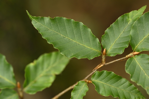 Taiwan beech (Fagus hayatae)