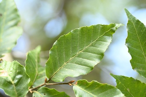 Fagus hayatae, photograph 4