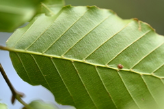 Fagus hayatae