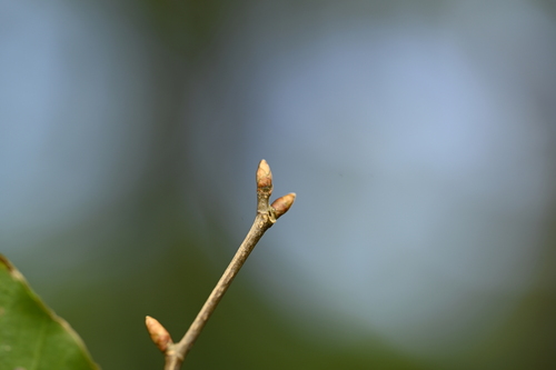 Fagus hayatae, photograph 1