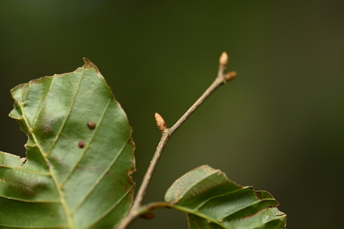 Fagus hayatae, photograph 2