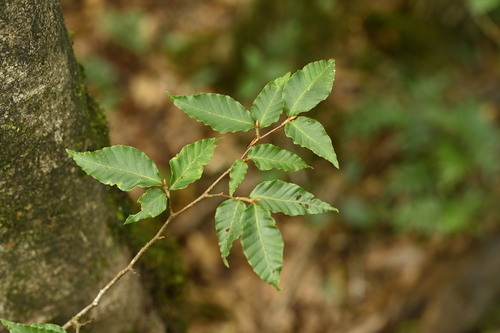 Fagus hayatae, photograph 3