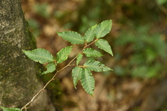 Fagus hayatae, photograph (c) 曾昱承 Yu-Cheng Zeng, some rights reserved (CC BY)