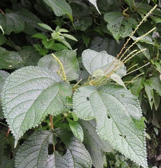 Boehmeria macrophylla