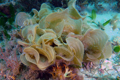 Padina fraseri