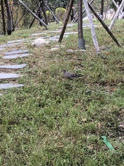 Streptopelia orientalis