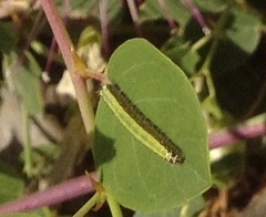 Belenois aurota