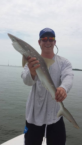 Atlantic sharpnose shark photographed at Mt Pleasant, SC, USA