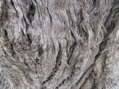 Eucalyptus macrorhyncha