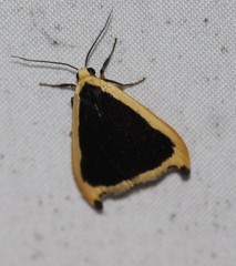Termessa conographa