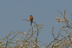 Melaenornis semipartitus