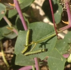 Belenois aurota