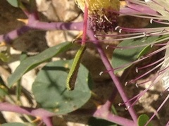 Belenois aurota