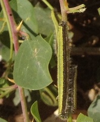 Belenois aurota