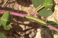 Belenois aurota