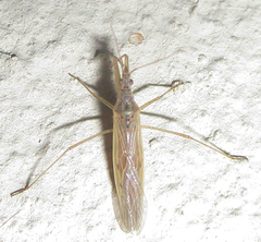 Nabis capsiformis
