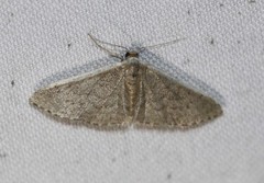 Idaea costaria